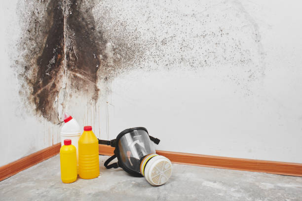 Best Office Mold Removal Services  in Oak Ridge, FL