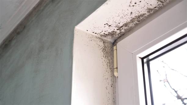 Best Residential Mold Removal  in Oak Ridge, FL