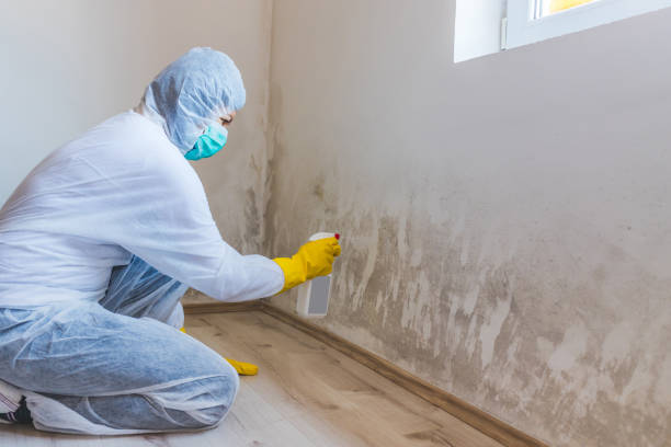 Attic Mold Removal in Oak Ridge, FL