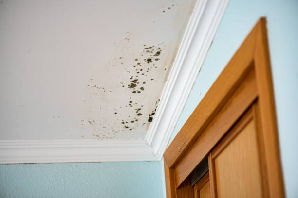 Best Certified Mold Removal  in Oak Ridge, FL