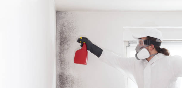 Best Certified Mold Removal  in Oak Ridge, FL