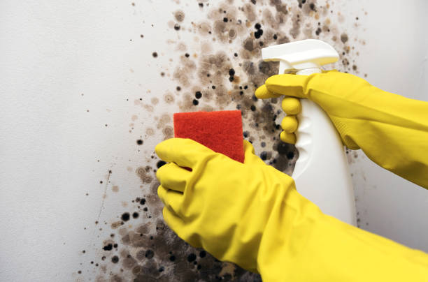 Mold Testing and Removal in Oak Ridge, FL