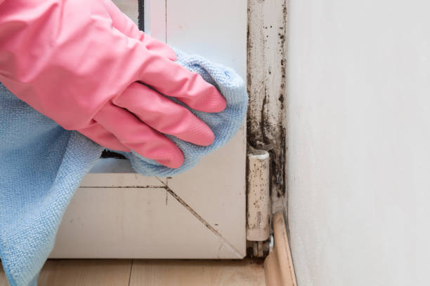 Best Emergency Mold Removal  in Oak Ridge, FL