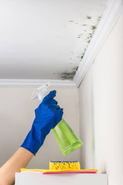 Best Fast Mold Removal  in Oak Ridge, FL