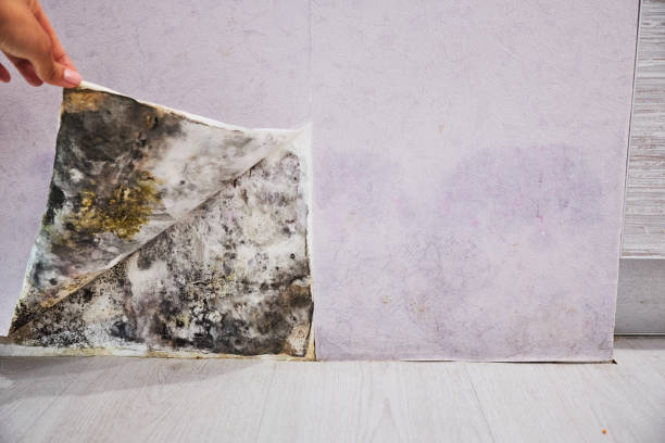 Best Affordable Mold Removal  in Oak Ridge, FL
